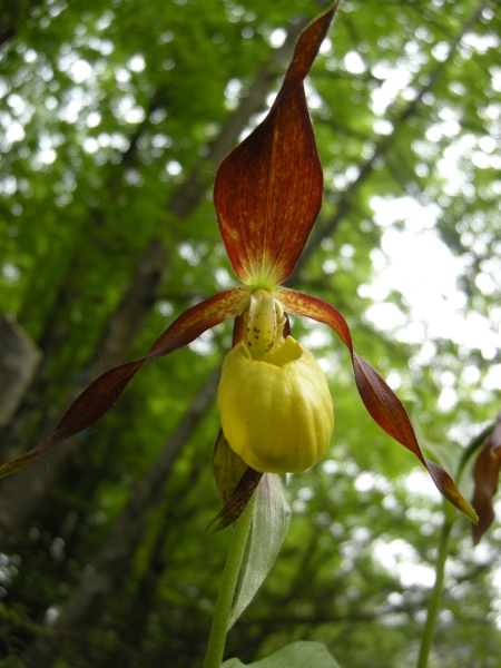 Cypripedium calceolus nuova stagione